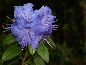 Różanecznik Augustyna (Rhododendron augustinii) Aquamarin